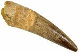 Spinosaurus Tooth - Real Dinosaur Tooth #192035-1